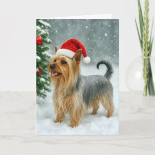 Silky Terrier Holiday Card