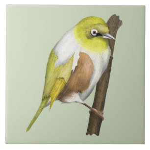 Sillvereye tauhou New Zealand bird Tile