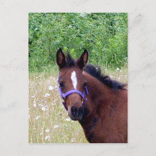 silly1 postcard