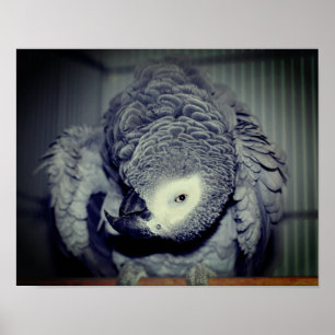 Silly African Grey Parrot  Poster