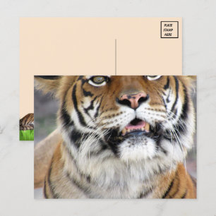 Silly Bengal Tiger Postcard