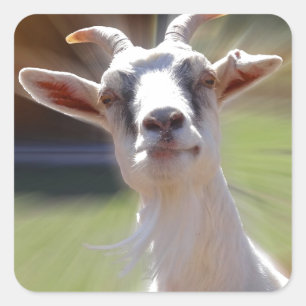 Silly BillyGoat Photograph Square Sticker