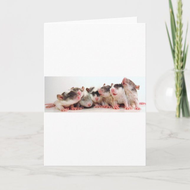 Silly Boy Babies Card (Front)