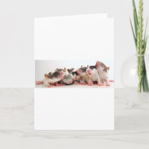 Silly Boy Babies Card