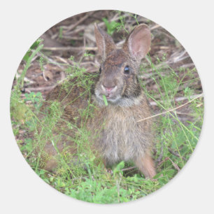 Silly Bunny Rabbit Eating Lunch Stickers