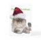Silly Cat with Santa Hat