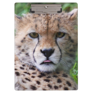 Silly Cheetah Cub Clipboard