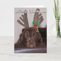 Silly Christmas Labrador With Festive lAntlers Holiday Card