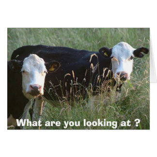 silly cows card