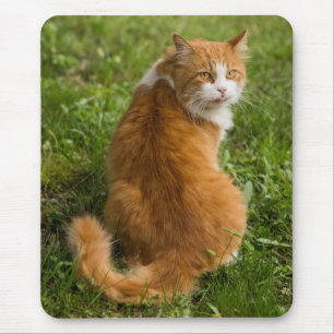 Silly Fluffy Orange Long haired Tabby Cat Mouse Mat