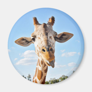 Silly Giraffe Magnet