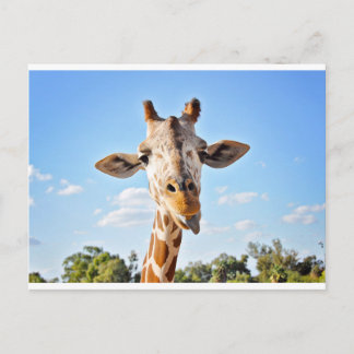 Silly Giraffe Postcard