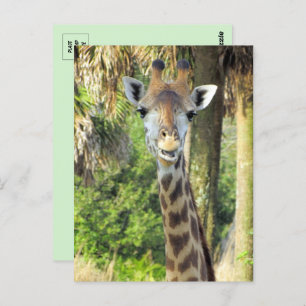 Silly Giraffe Postcard