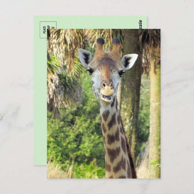  Silly Giraffe Postcard (Front/Back)