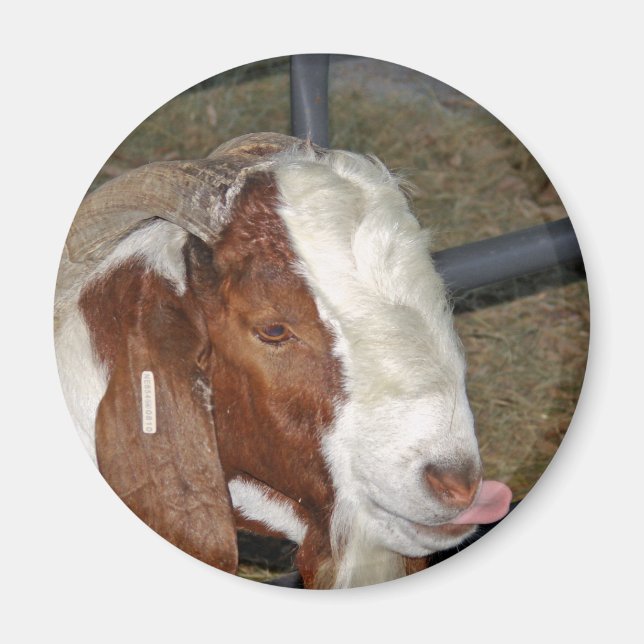 Silly Goat Magnet (Front)