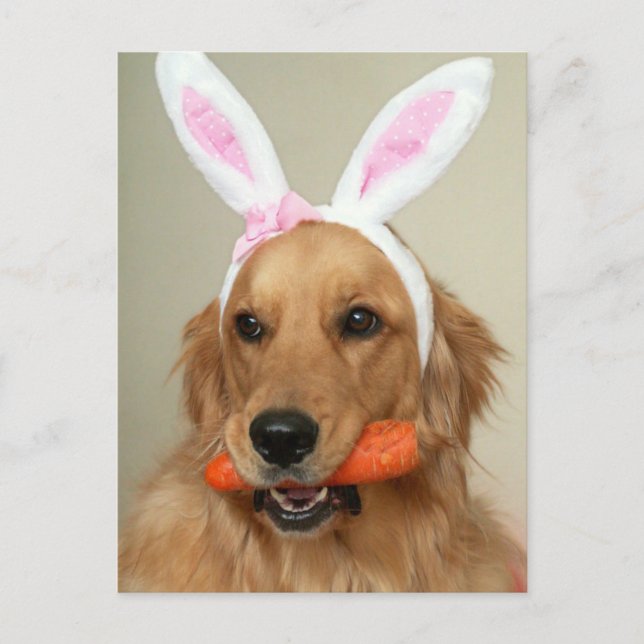 SIlly Golden Retriever dog with Easter Bunny ears Holiday Postcard (Front)