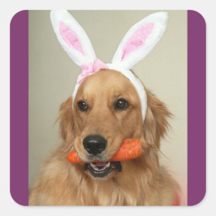 SIlly Golden Retriever dog with Easter Bunny ears Square Sticker