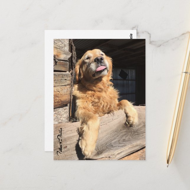 Silly Golden Retriever Photo Thinking of You Postcard (Front/Back In Situ)