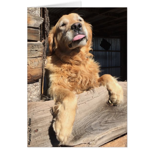 Silly Golden Retriever Photograph Blank Inside (Front)