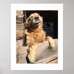 Silly Golden Retriever Photograph Poster