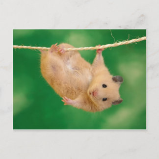 silly hampster postcard