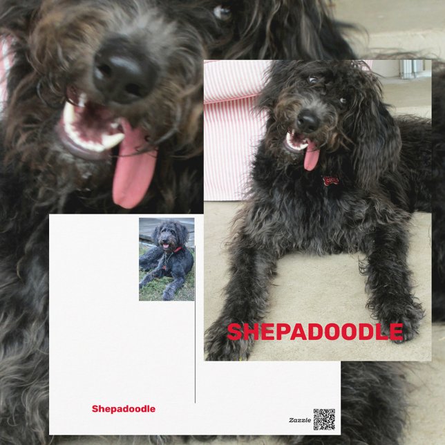 Silly Happy Shepadoodle Dog Breed Postcard (Creator Uploaded)