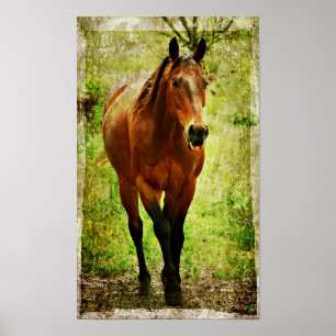 Silly Horse Poster