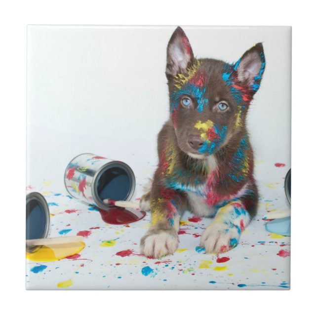 Silly Husky Puppy got into Paint Buckets Tile (Front)