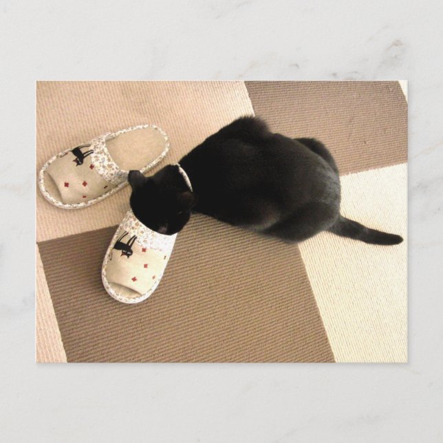 Silly kitty with its nose in a sandal postcard (Front)