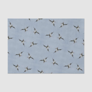 Silly Landing Pelican Pic  - Tissue Paper