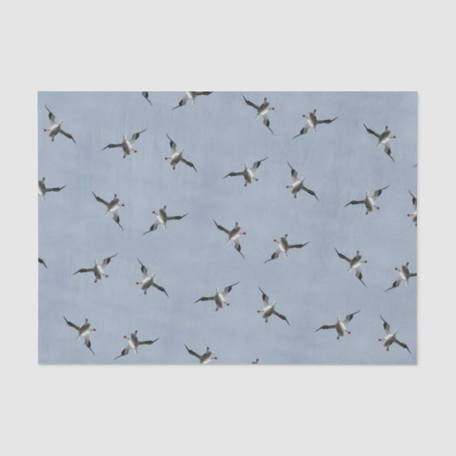 Silly Landing Pelican Pic  - Tissue Paper (Front)