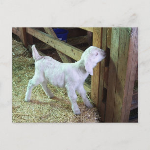 Silly Little Kid Postcard