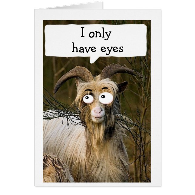 SILLY LONGHAIRED GOAT ONLY HAS "EYES FOR YOU" (Front)