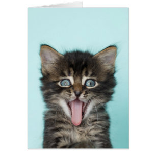 Silly Merlin Kitten Card