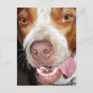 Silly Pitbull Portrait Postcard