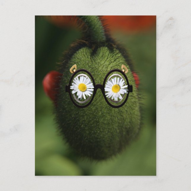 silly poppy postcard (Front)