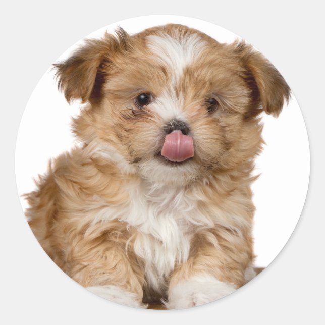 Silly puppy licking it's nose classic round sticker (Front)