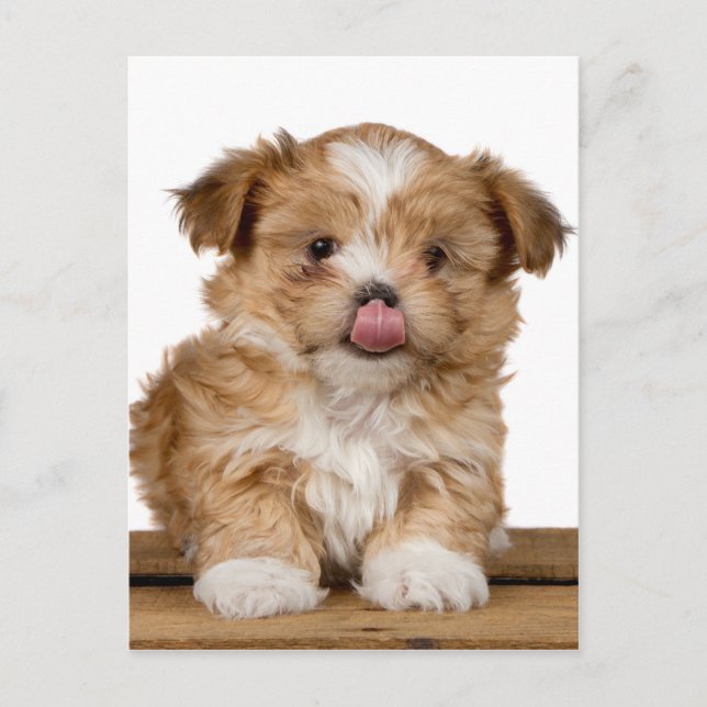 Silly puppy licking it's nose postcard (Front)