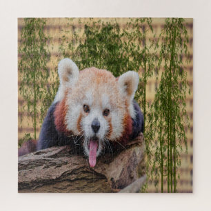 Silly Red Panda Jigsaw Puzzle