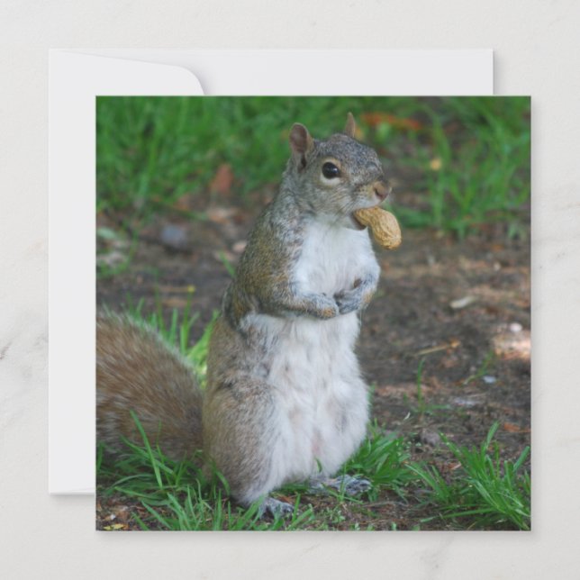 Silly Squirrel (Front)