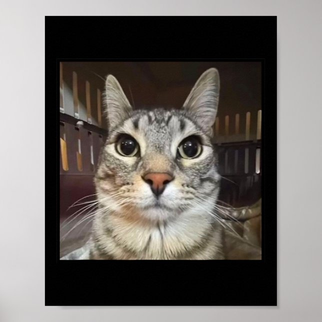 Silly Staring Cat Meme  Poster (Front)