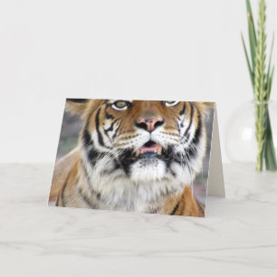 Silly Tiger Greeting Card