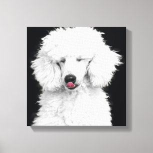 Silly White Poodle Canvas Print