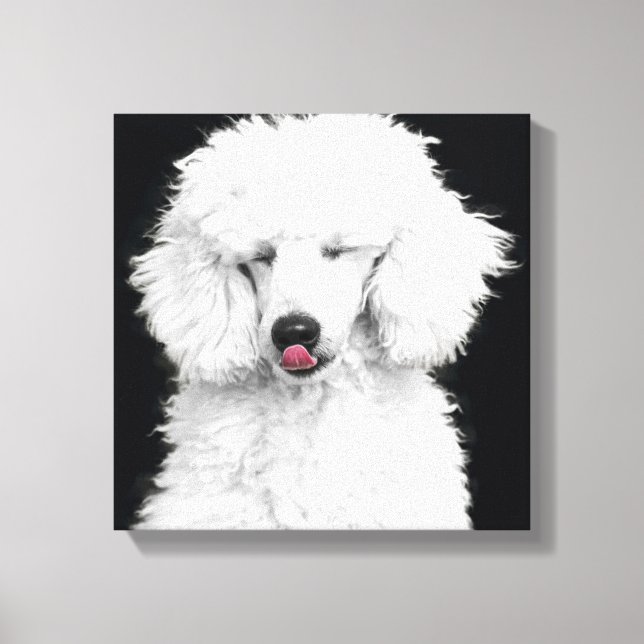 Silly White Poodle Canvas Print (Front)