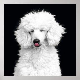 Silly White Poodle Poster