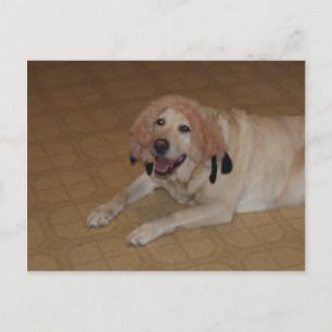 Silly Yellow Lab Postcard