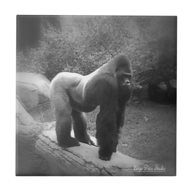 Silveback Gorilla Tile (Front)