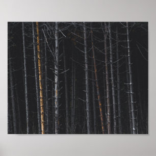 Silver and gold tree trunks poster