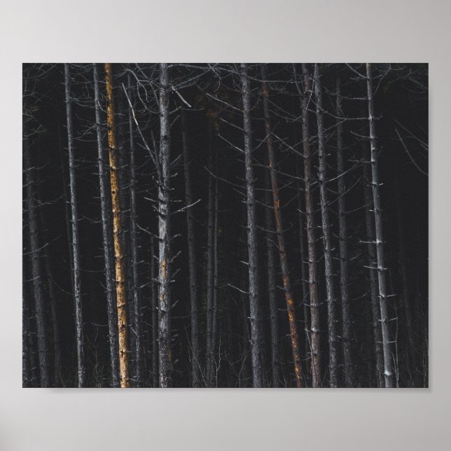 Silver and gold tree trunks poster (Front)