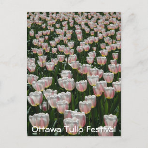 Silver and Pink Tulips Postcard